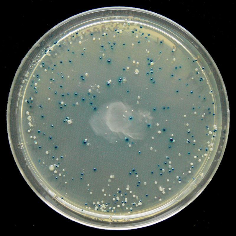 Blue white screening for recombinant microbes Bacteria transformed with original pblu: Blue colonies on amp + x-gal Bacteria