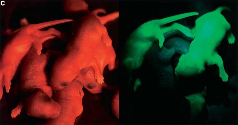 Transgenic mice expressing Green fluorescent protein Okabe M, Ikawa M, Kominami K, Nakanishi T,