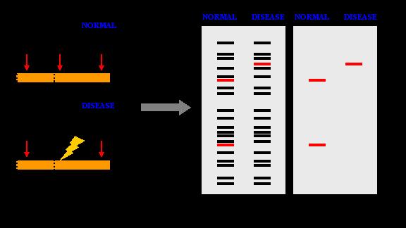 Restriction Fragment Length Polymorphisms (RFLPs) DNA sequences vary, even among members of the same species Differences in the cutting pattern of