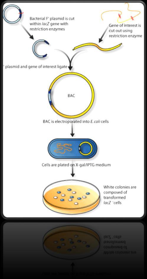 Grow bacteria make more gene from other organism plasmid + recombinant
