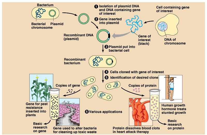 Applications of biotechnology Plasmids also contain a genetic marker- a gene that makes it possible to distinguish bacteria that carry the plasmid from those that don t These markers