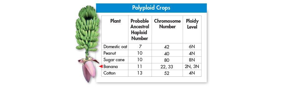 Polyploidy is usually fatal in animals, but plants are much better at tolerating extra sets of
