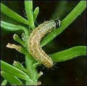 Disturbance from pests, diseases and
