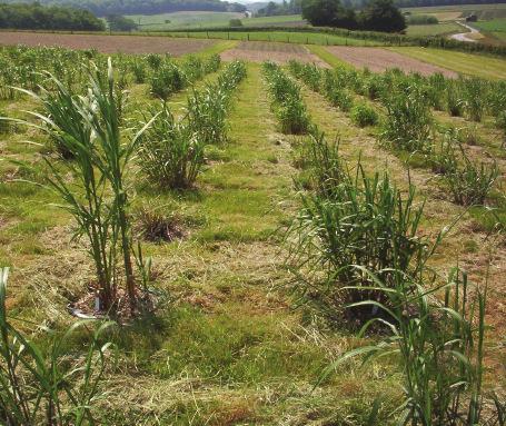 Fig. 4. Miscanthus trial at Aberystwyth - Summer 2006. programmes aiming to produce varieties suitable for conditions in the UK.