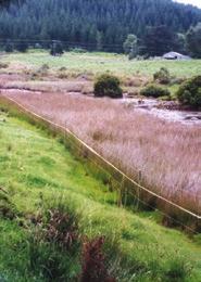 Farmer s guide to permitted activities Stock in water bodies Your livestock must not enter or cross any water body mapped as a livestock exclusion area on Waikato Regional Plan maps.