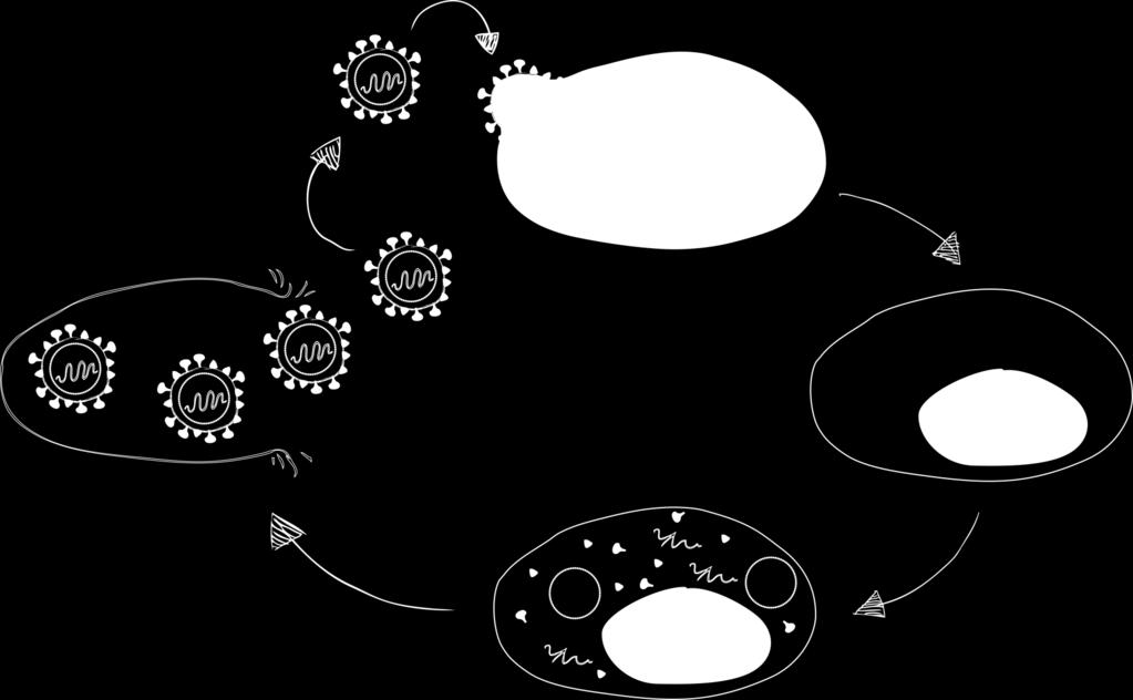 The viral life cycle Influenza (RNA) human