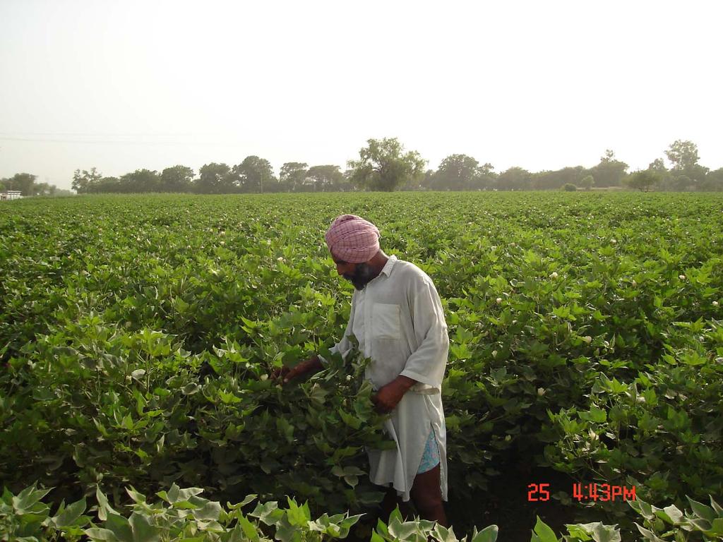 Biosafety Issues and Bt cotton A case
