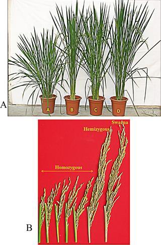Golden rice 2017 study shows dwarfism and growth retardation Genetic modification process interrupted expression of genes involved in growth hormone production and photosynthesis.