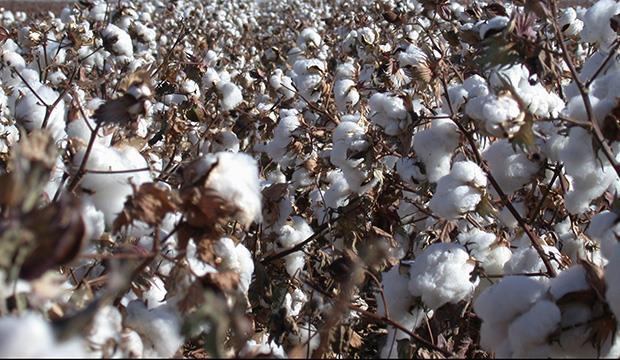 Burkina Faso phases out GM cotton due to reduced quality of cotton Burkina Faso world renowned quality of cotton following 70 year breeding program Monsanto introduced Bt cotton in 2008 introgressed