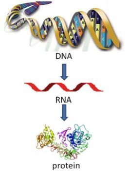 Central dogma of Molecular Biology scientific premise of GMOs Supposes that: An organism's genome - its total complement of genes - should fully account for its characteristic assemblage of inherited
