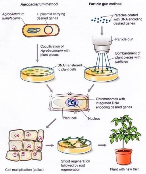 promoter Gene of interest terminator Antibiotic resistance marker gene transgene Process of genetic modification UN Cartagena Biosafety Protocol definition: A genetically