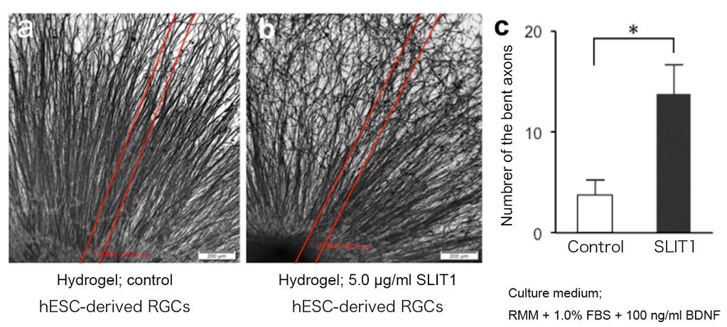 Figure S9 Figure S9. Quantification of the bent axons by local sustained release of SLIT1 (5 µg/ml) from hydrogels placed in front of the attached OVs.
