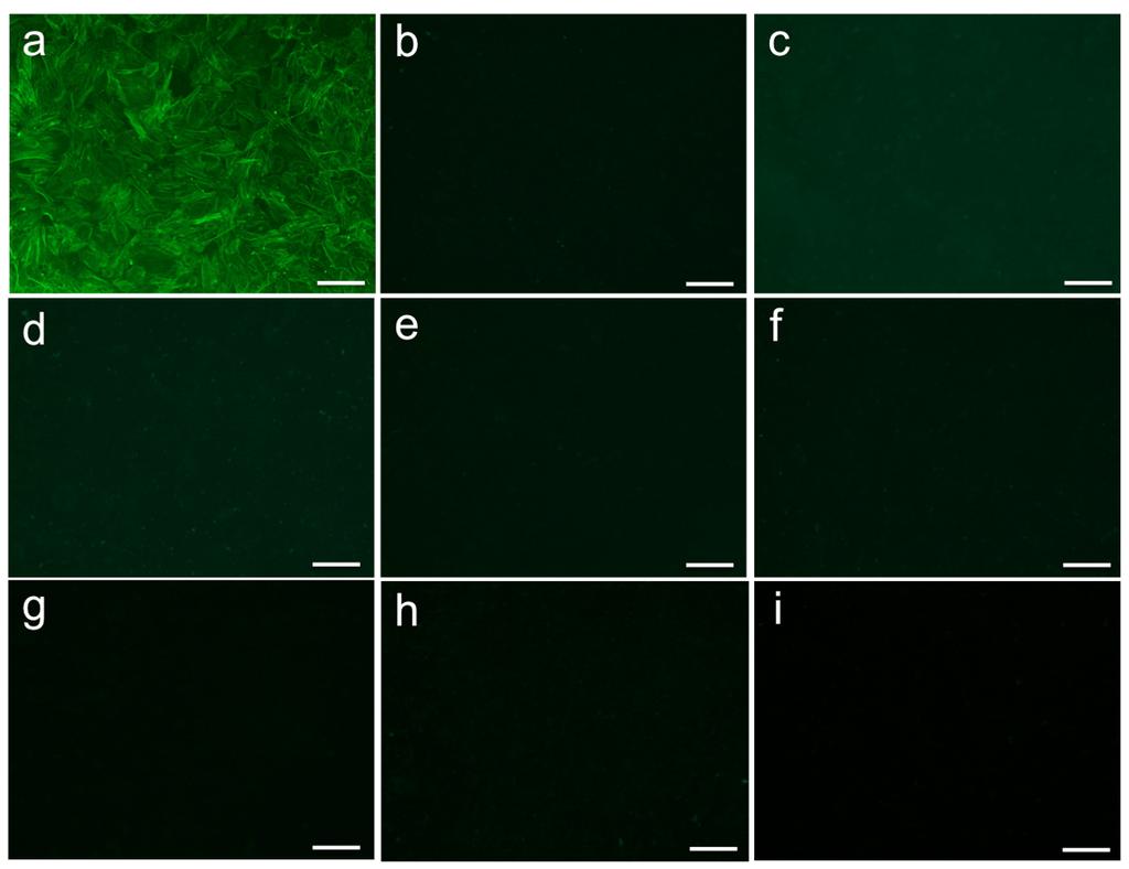 Supplementary Figures Figure S1 Figure S1. Negative controls of the antibodies used for immunohistochemistry. Mouse embryonic fibroblasts (MEFs) used for immunohistochemistry.