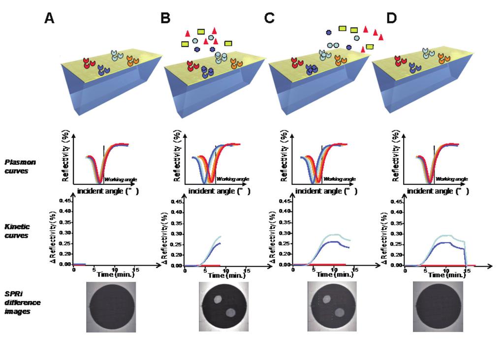 F e a t u r e A r t i c l e Feature Article Biomarker Discovery using Surface Plasmon Resonance Imaging index and a shift of the position of the resonance angle.