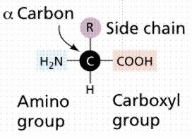 Structure of the Amino Acid It is the structure of the R group that determines which of the