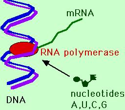 transcription of mrna from template DNA is