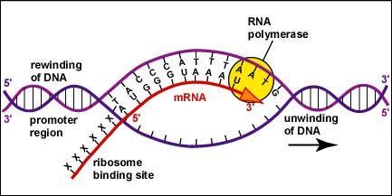 RNA nucleotides are added only to the 3