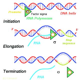 Transcription proceeds until RNA