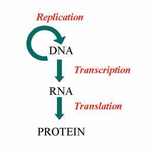 How does mrna