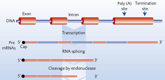 Both introns and exons are transcribed to form an oversized mrna molecule; Enzymes