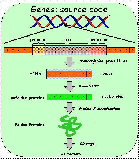 Protein Synthesis / Gene Expression