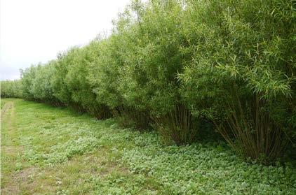 sourced (residues) Energy crops Miscanthus,