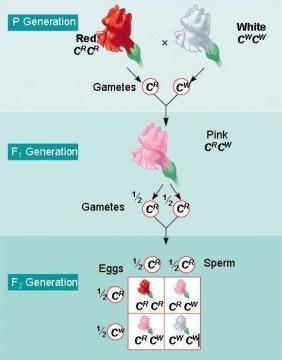 REGULATION OF GENE EXPRESSION Gene Interactions Gene expression (protein expression) Process by which a gene s information is converted