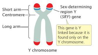 Embryo gonads indifferent at 2 months SRY gene: sex-determining region of Y Codes for protein that regulates other