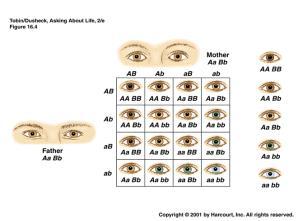 Ex: skin color (4-7 genes) eye color (at least 8 genes) Genomic Imprinting: