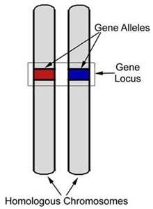 Vocabulary Gene portion of DNA that codes for a trait or protein Trait inheritable