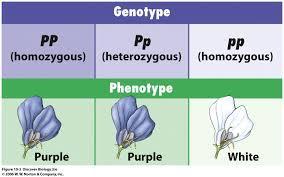 Phenotype: the physical traits that the organism displays, such as brown hair, blue eyes. Genotype: the genetic makeup for the phenotype expressed.
