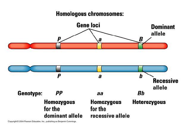 Homologous Chromosomes: A pair of chromosomes that is identical in structure, shape, size and location of genes.