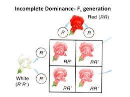 Incomplete Dominance: when offspring have phenotypes that are in between those of their two