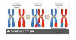 Chromosomal Mutations Linked Genes: genes that are so close together in location on the chromosome that they tend to be 'linked' or carried together during meiosis or formation of gametes and during