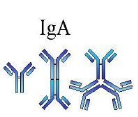 IgM: - Presents in the body as pentamer (5 molecules of IgM bind together by J-chain). J-chain: a polypeptide molecule that join the Ig molecules together.