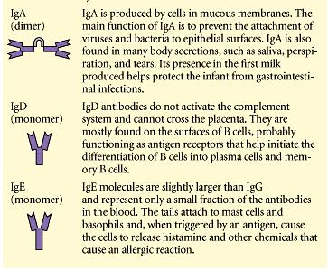 The Assignment Antibody Isotype Basic antibody is composed of 1 Ig unit, i.e. is a