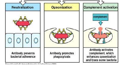 The Mission Antibody Function Antibodies are the main component of the Humoral