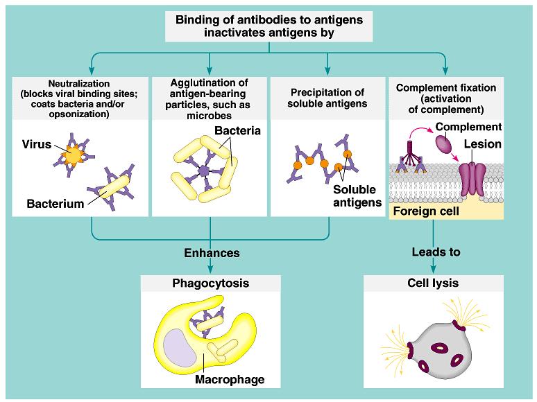 Neutralization: Viruses and intracellular bacteria require a host cell in order to replicate Antibodies prevent their entry into the cell