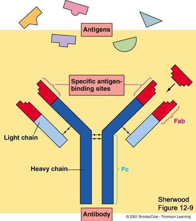 Anatomy of an Agent Antibody Structure Antibodies can also be divided into two regions based on their function Fab (fragment, antigen binding) region.