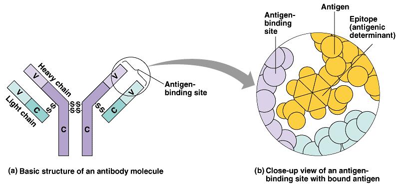 Anatomy of an Agent Antibody Structure Each heavy and light chain has a constant