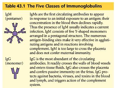Mammals express 5 different isotypes of antibodies (IgA, IgD, IgE, IgG and IgM) with different