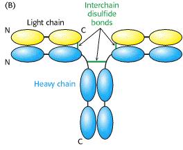 light chain