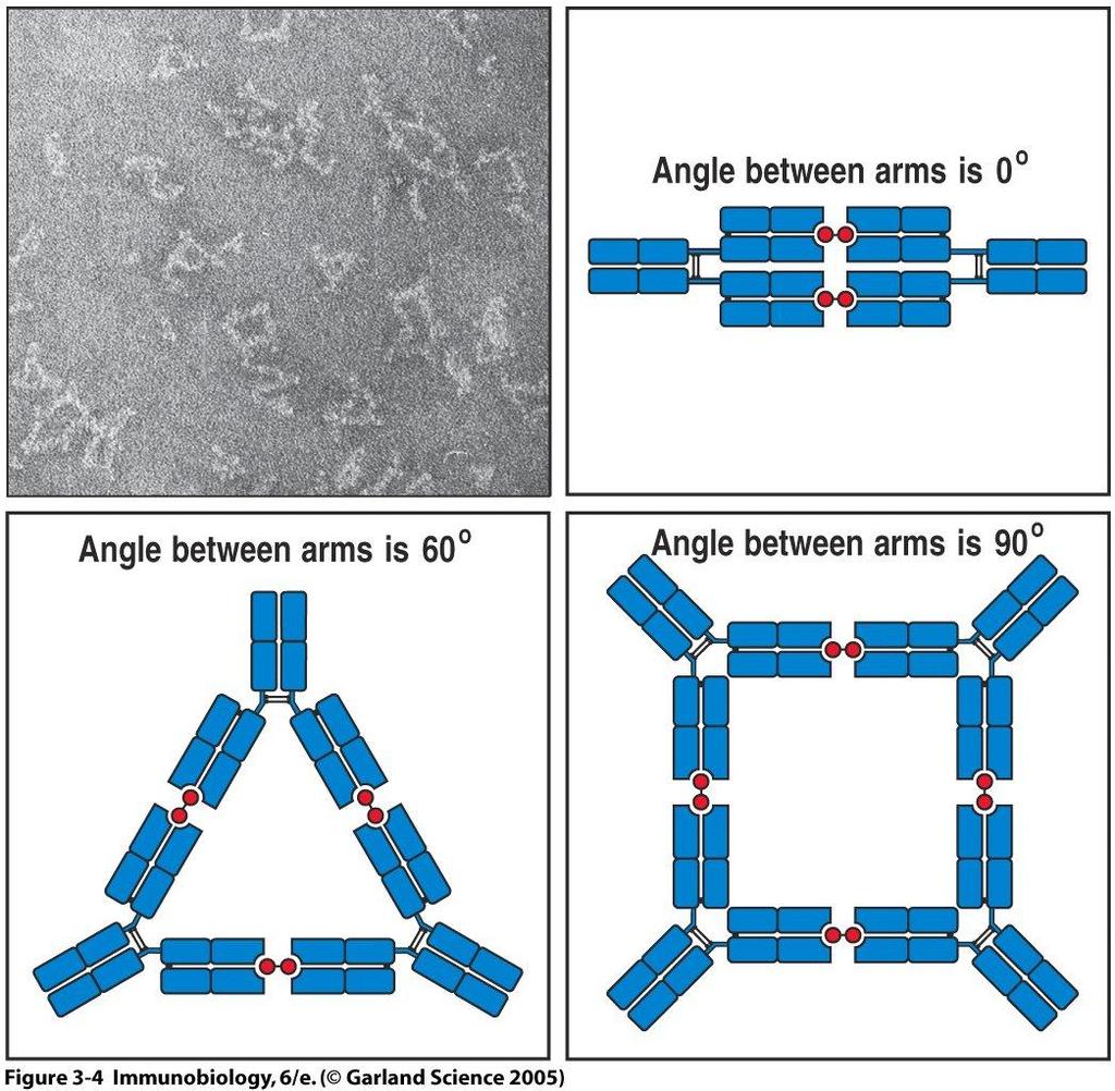 Antibody Fab s are joined by a flexible hinge region, thus