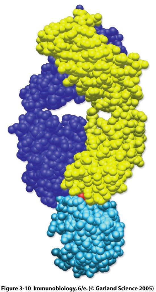 Model based on X-ray crystallography data of an anti-lysozyme Fab bound to hen egg white lysozyme (HEL) - H chain in dark blue - L