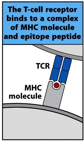 Antigen recognition by BCR and TCR T cells T-cell receptor (TCR) recognizes short peptide fragments of Ags Major