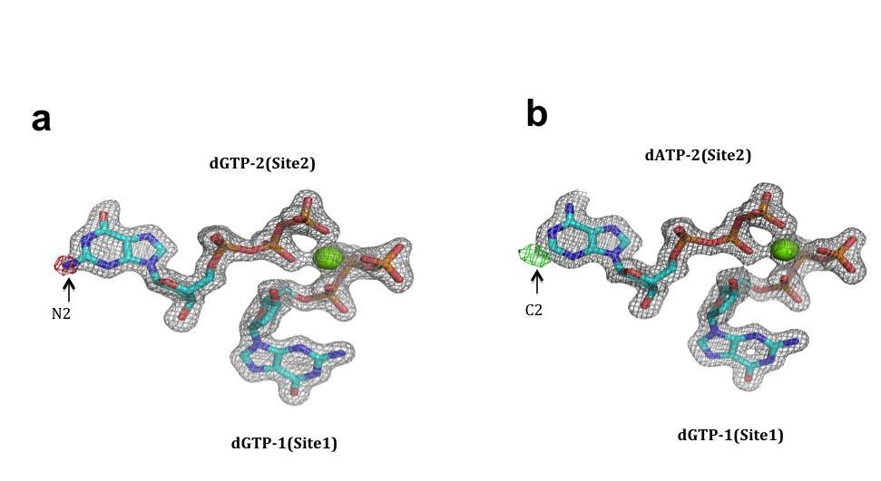 c Supplementary Fig. S5. Electron density maps for dntps in the allosteric sites at 1.8 Å resolution. Grey: 2Fo Fc densities at +1.