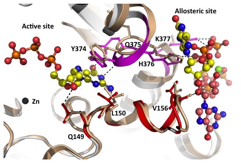 Supplementary Fig. S7. A detailed comparison of active sites from our structure and 3U1N.