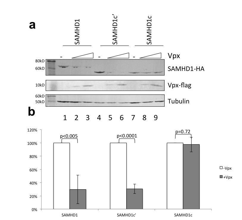 Supplementary Fig. S9. Effects of SAMHD1 variants on SIVmac Vpx-induced degradation. (a) Immunoblot of SAMHD1 WT and variants in the presence and absence of Vpx.