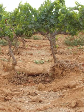Erosion processes in Mediterranean vineyards The