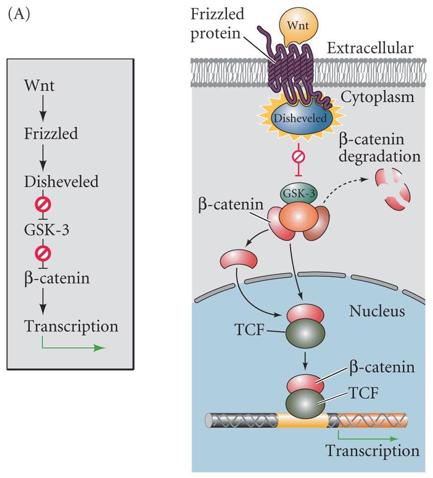 Figure 6.24 Wnt Signaling Pathway (simplified) Without Wnt activity, GSK-3 phosphorylates β-catenin, targeting it for degradation.